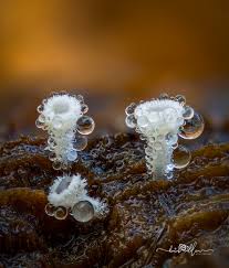 Attēlu rezultāti vaicājumam “Lachnum virgineum”