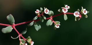 Attēlu rezultāti vaicājumam “Euphorbiaceae”