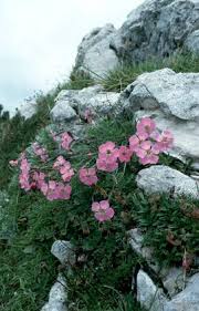 Image result for Steinnelke