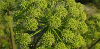 Attēlu rezultāti vaicājumam “Elymus caninus fruit”