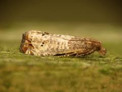 Attēlu rezultāti vaicājumam “Notocelia roborana”