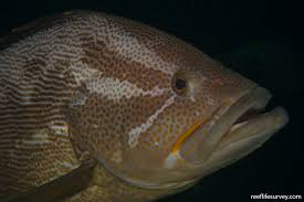 Image result for Epinephelus andersoni