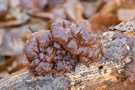 Attēlu rezultāti vaicājumam “Ascotremella faginea”