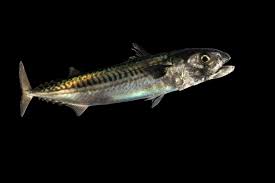 Image result for Scomber scombrus