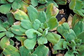 Attēlu rezultāti vaicājumam “Pistia stratiotes”