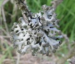 Attēlu rezultāti vaicājumam “Hypogymnia tubulosa”