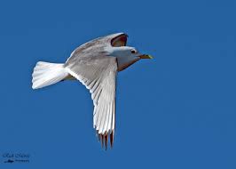 Attēlu rezultāti vaicājumam “Rissa tridactyla adult”