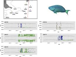 Image result for Sparisoma viride