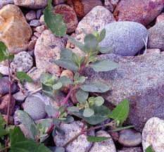 Attēlu rezultāti vaicājumam “Atriplex calotheca leaf”