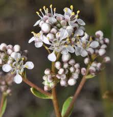 Attēlu rezultāti vaicājumam “Lepidium latifolium”