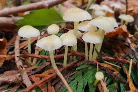 Attēlu rezultāti vaicājumam “Mycena epipterygia”