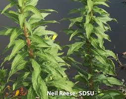Attēlu rezultāti vaicājumam “Oenothera biennis leaf”