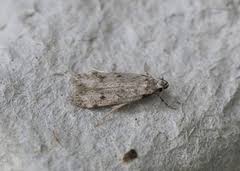 Attēlu rezultāti vaicājumam “Gelechia rhombella”