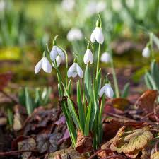 Attēlu rezultāti vaicājumam “Galanthus nivalis”