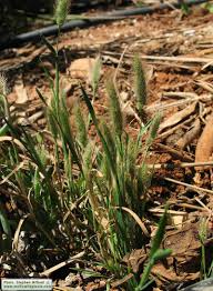 Attēlu rezultāti vaicājumam “Polypogon tentacularius male”