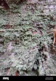 Attēlu rezultāti vaicājumam “Lepraria incana”