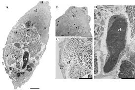 Attēlu rezultāti vaicājumam “Collaria sp.”