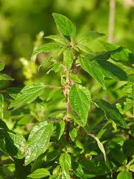 Attēlu rezultāti vaicājumam “Urticaceae”