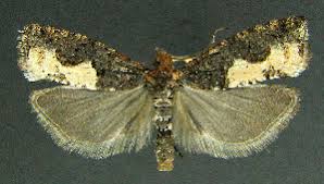 Attēlu rezultāti vaicājumam “Epinotia trigonella”