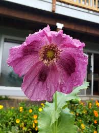 Image result for Papaver somniferum