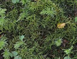 Attēlu rezultāti vaicājumam “Hylocomiastrum umbratum”