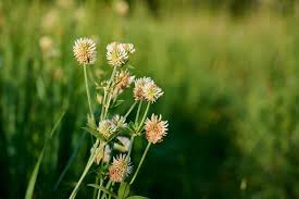 Attēlu rezultāti vaicājumam “Trifolium montanum flower”