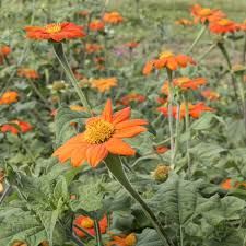 Image result for Tithonia rotundifolia