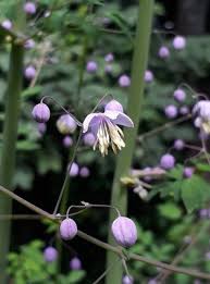 Attēlu rezultāti vaicājumam “Thalictrum lucidum flower”