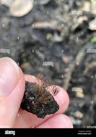 Attēlu rezultāti vaicājumam “Stemonitidaceae”