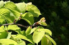 Attēlu rezultāti vaicājumam “Ulmus glabra leaf”