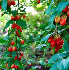 Attēlu rezultāti vaicājumam “Cornus mas”