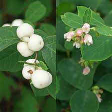 Attēlu rezultāti vaicājumam “Symphoricarpos albus flower”