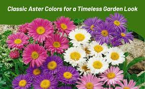 Image result for Aster alpinus