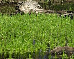 Attēlu rezultāti vaicājumam “Hottonia palustris fruit”