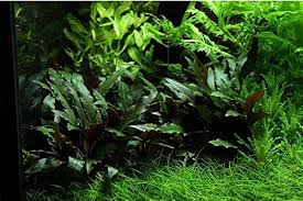 Attēlu rezultāti vaicājumam “Cryptocala chardinyi”