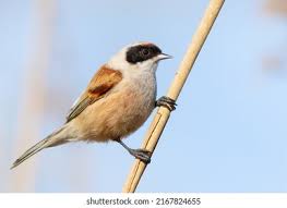 Image result for Remiz pendulinus