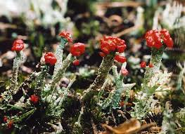 Attēlu rezultāti vaicājumam “Cladonia floerkeana”