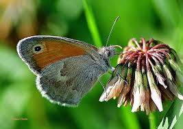 Attēlu rezultāti vaicājumam “Coenonympha pamphilus”
