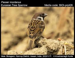 Image result for Passer montanus