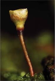 Attēlu rezultāti vaicājumam “Buxbaumia aphylla sporophyte”