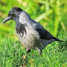 Attēlu rezultāti vaicājumam “Corvus cornix”