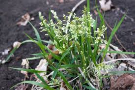 Attēlu rezultāti vaicājumam “Hierochloe odorata flower”