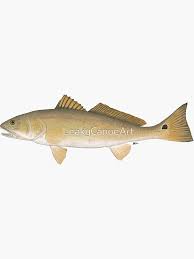 Image result for Sciaenops ocellatus