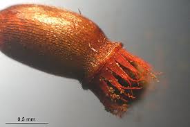 Attēlu rezultāti vaicājumam “Fissidens adianthoides”