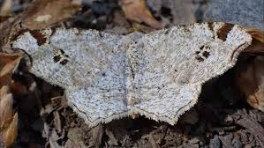 Attēlu rezultāti vaicājumam “Macaria notata”