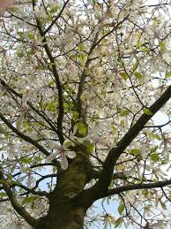 Attēlu rezultāti vaicājumam “Magnolia kobus”