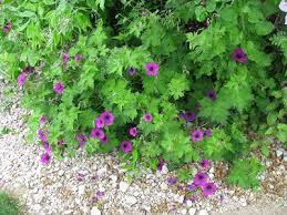 Image result for Geranium `Sandrine`