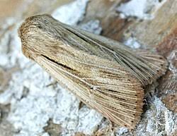 Attēlu rezultāti vaicājumam “Leucania comma”