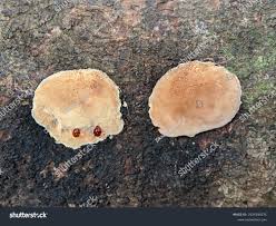 Attēlu rezultāti vaicājumam “Gloeoporus taxicola”