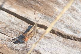 Attēlu rezultāti vaicājumam “Aquarius najas”